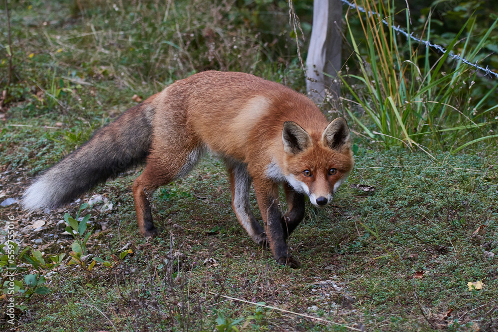 Fototapeta premium Rotfuchs im Herbst auf einem Parkplatz