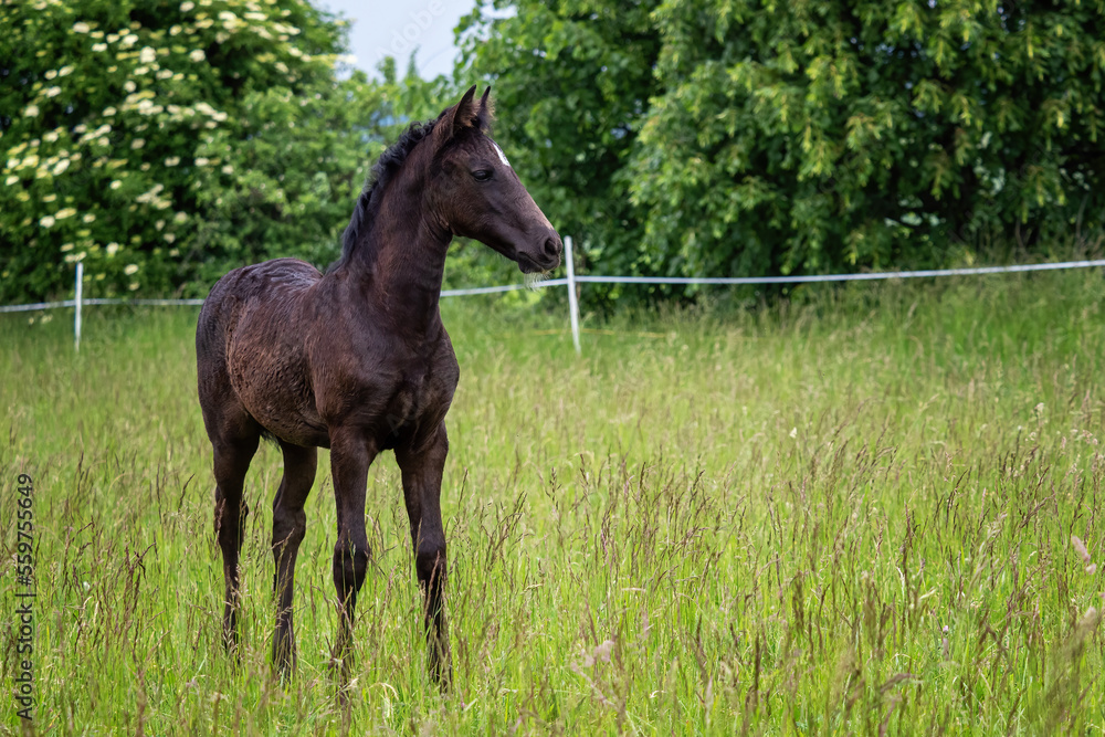 Obraz premium Beautiful black foal in the meadow
