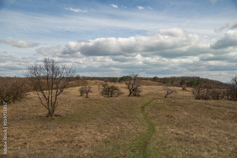 Fototapeta premium landscape with trees