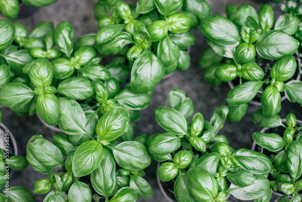 Little plants of basil in a plant shop, top view Little plants of basil in a plant shop, top view