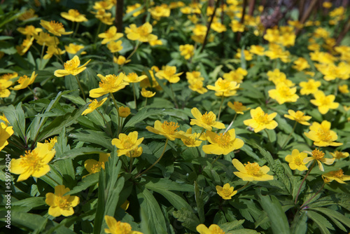 First flowers in springtime: Eranthis hyemalis. Eranthis hyemalis is a plant found in Europe, which belongs to the family Ranunculaceae. The plant is small, it has large, yellow, cup-shaped flowers.