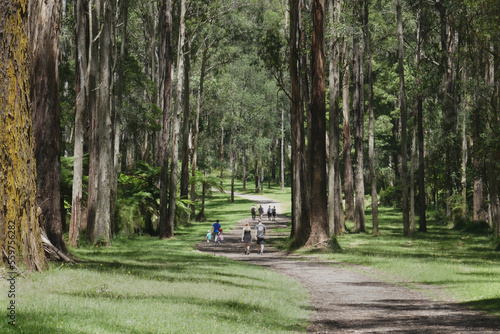 Huge Mountain Ash dominate the bush generic landscape of the Dandenong Ranges at Sherbrooke Forest, this species grows to over 100 metres in height.
