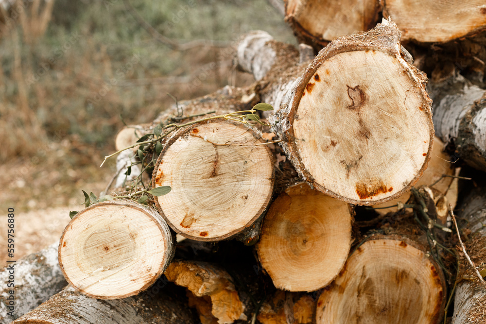 mountain of cut logs. The logs are stacked on the grass. The problem is deforestation. Clearing the area from trees. beautiful tree cuts. mountain of cut logs. The logs are stacked on the grass. The problem is deforestation. Clearing the area from trees. beautiful tree cuts.