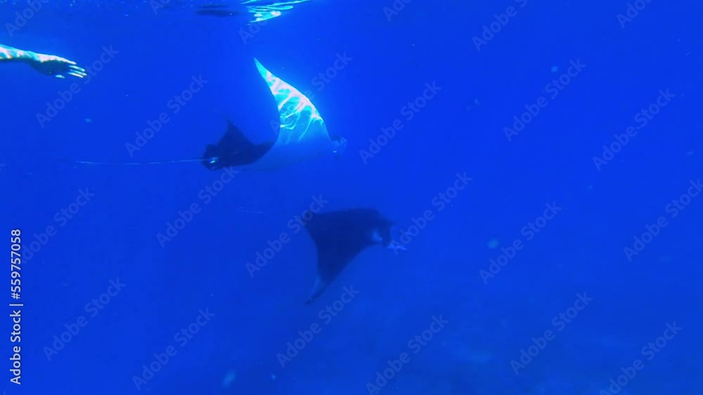 Epic underwater shot of woman snorkeling with two majestic manta rays in tropical sea Epic underwater shot of woman snorkeling with two majestic manta rays in tropical sea