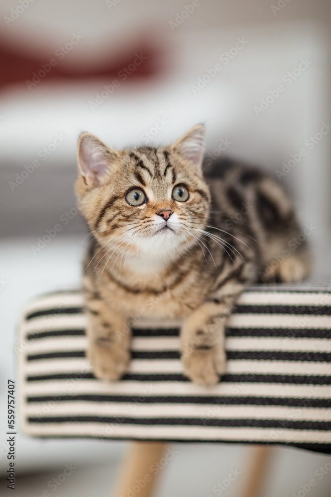 Britisch Kurzhaar Katze auf Bank im Wohnzimmer, getigertes Kätzchen, Hauskatze