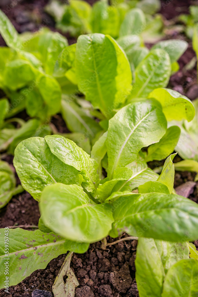 a woman digs in a greenhouse. fresh lettuce in the greenhouse. gardening a woman digs in a greenhouse. fresh lettuce in the greenhouse. gardening