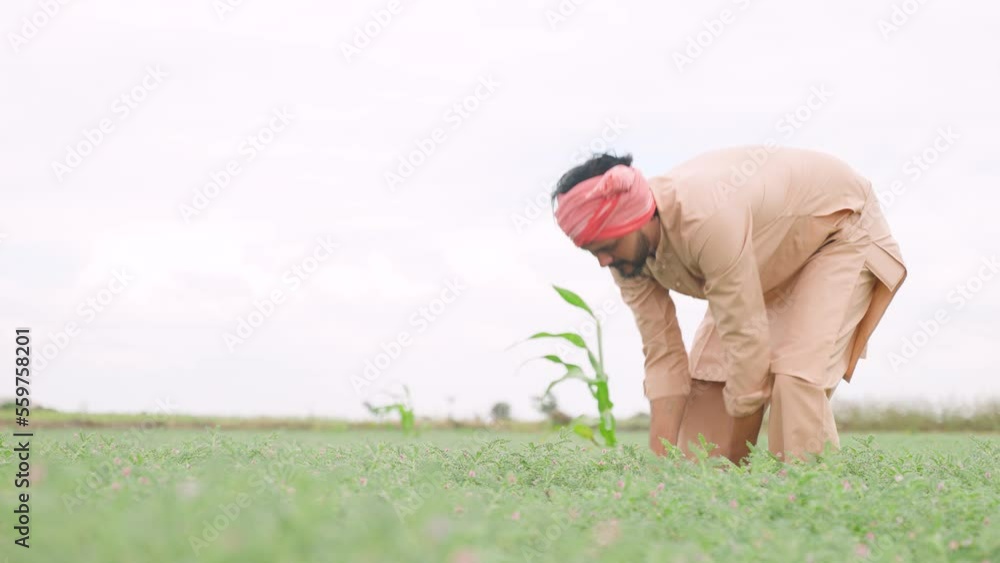 Farmer busy working at chickpea farm during cloudy day at farmland - concept of dedication, daily wager and hard working Farmer busy working at chickpea farm during cloudy day at farmland - concept of dedication, daily wager and hard working