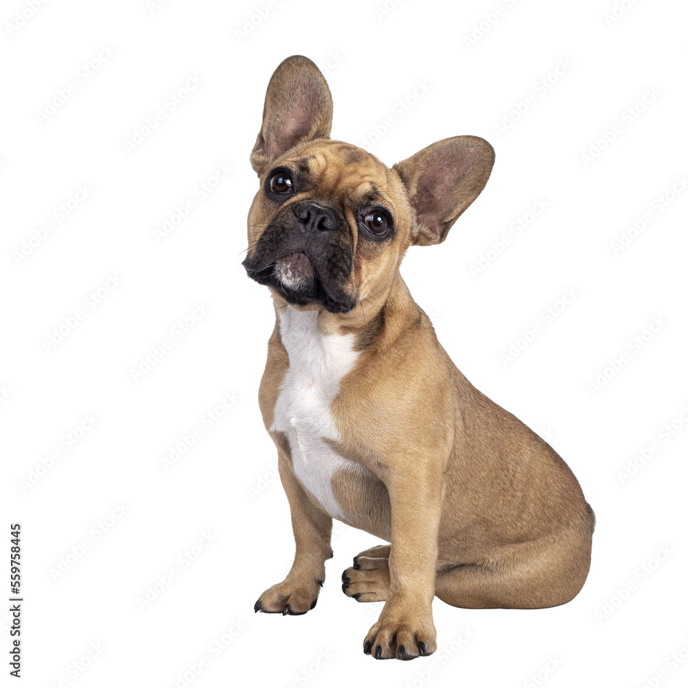 Cute young fawn French Bulldog youngster, sitting side ways. Looking towards camera. Isolated cutout on transparent background.