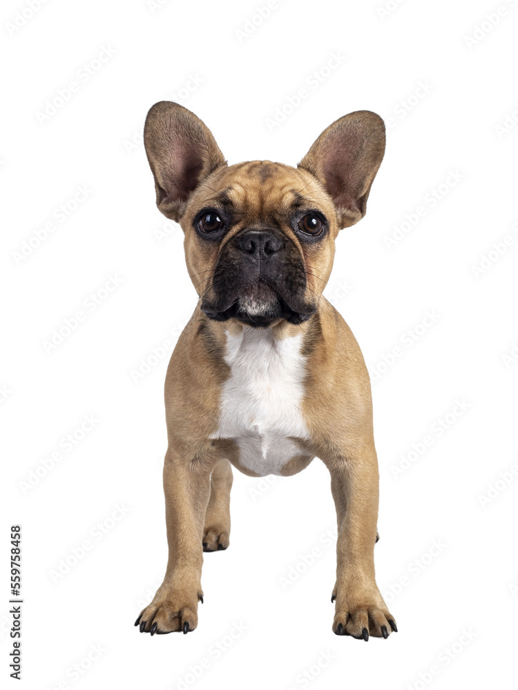 Cute young fawn French Bulldog youngster, standing facing front. Looking towards camera. Isolated cutout on transparent background.
