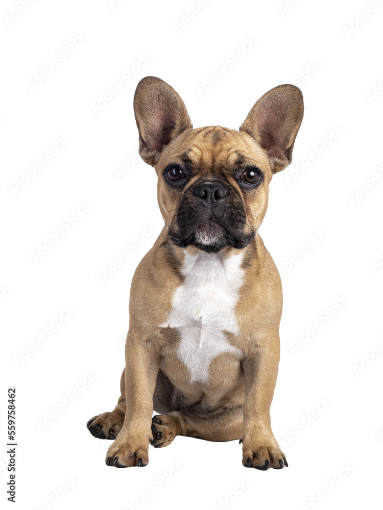 Cute young fawn French Bulldog youngster, lsitting up facing front. Looking towards camera. Isolated cutout on transparent background.