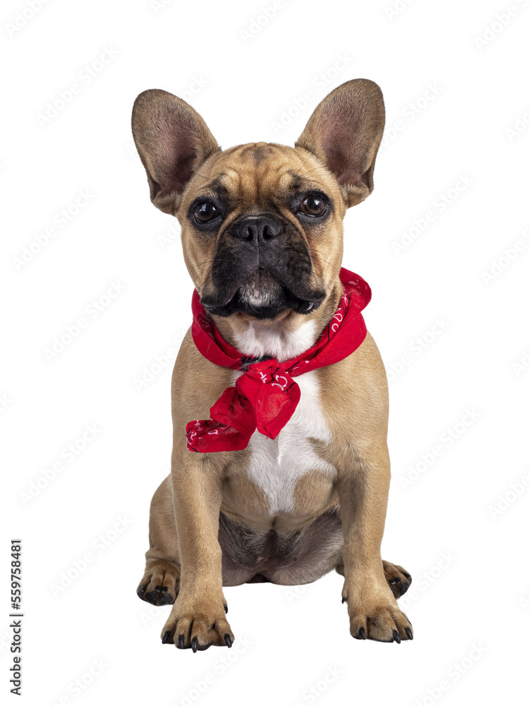 Cute young fawn French Bulldog youngster, sitting facing front wearing red farner scarf around neck. Looking towards camera. Isolated https://www.polikliniekdeblaak.nl/ooglidcorrectie/