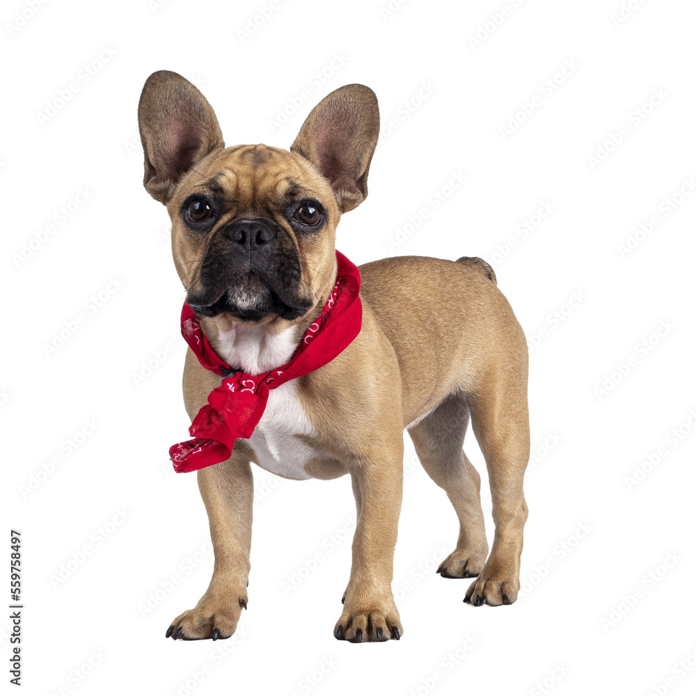 Cute young fawn French Bulldog youngster, standing side ways wearing red farner scarf around neck. Looking towards camera. Isolated cutout on transparent background.