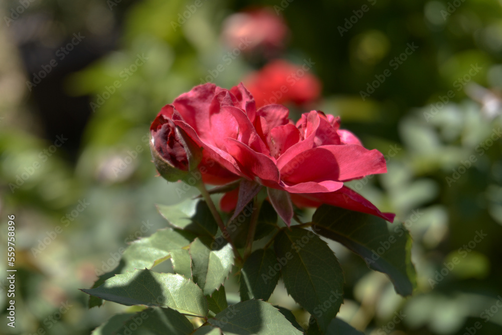 Red rose blooming in summer garden