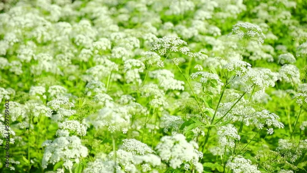 The cow parsley, Anthriscus sylvestris, is an umbelliferous plant. The wild chervil grow in meadow. Kupyr on a summer day, close-up, side view. White flowers on a green background. The cow parsley, Anthriscus sylvestris, is an umbelliferous plant. The wild chervil grow in meadow. Kupyr on a summer day, close-up, side view. White flowers on a green background.