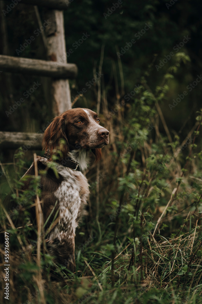 Jagdlich geführter Kleiner Münsterländer Rüde vor einem Hochsitz im Jagdrevier