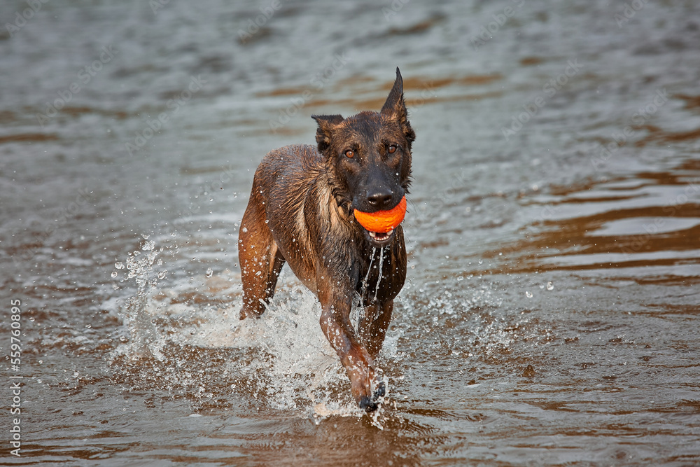 Dog breed Belgian Shepherd, Malinois plays with his owner. Ball game. The animal jumps high.