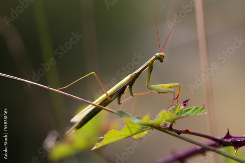 Gottesanbeterin (Mantis religiosa)