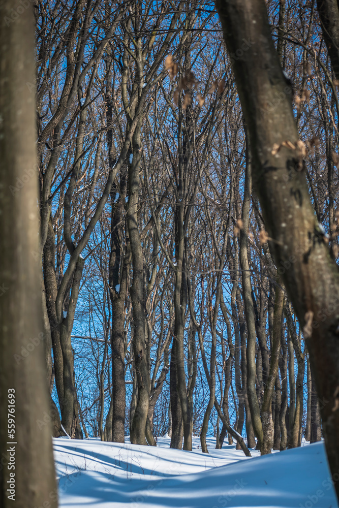 Obraz premium winter forest on a sunny day