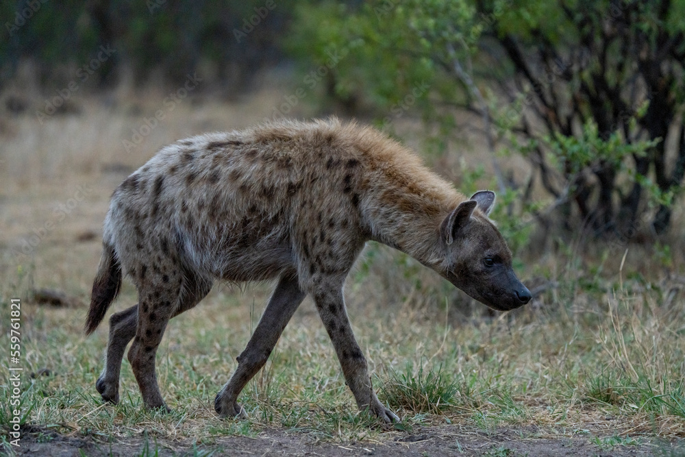 View of Spotted hyena (Crocuta crocuta) in Kruger National Park, South Africa. View of Spotted hyena (Crocuta crocuta) in Kruger National Park, South Africa.