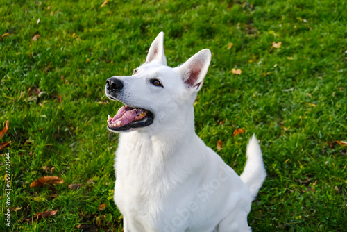 Portrait of a happy white scottish shepherd dog while walking on a green lawn.