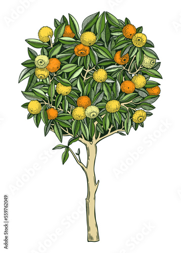 Hand drawn yuzu illustration in color. Japanese citrus tree with fruit, leaves, and branches in engraving style. Sketched Asian citron botanical drawing. Decorative garden plant sketch.