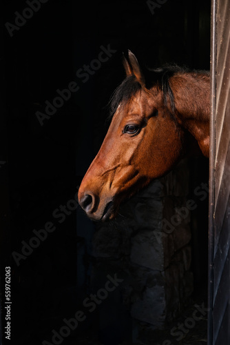 Portrait of a young bay horse in a modern stable. Vertical image.