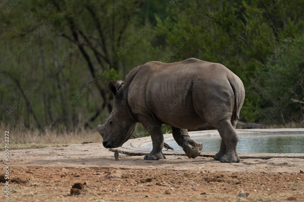 View of baby White rhino (Ceratotherium simum)) in Kruger National Park, South Africa. View of baby White rhino (Ceratotherium simum)) in Kruger National Park, South Africa.