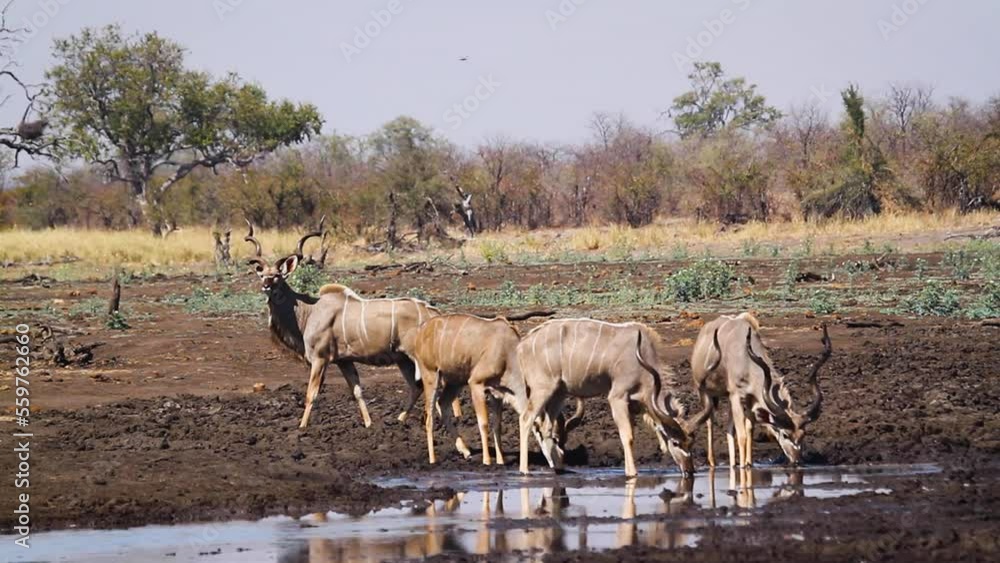 Four Greater kudu male with long horn drinking at waterhole in Kruger National park, South Africa ; Specie Tragelaphus strepsiceros family of Bovidae Four Greater kudu male with long horn drinking at waterhole in Kruger National park, South Africa ; Specie Tragelaphus strepsiceros family of Bovidae