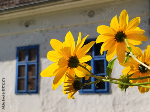 autumn in Backi Petrovac village in Vojvodina