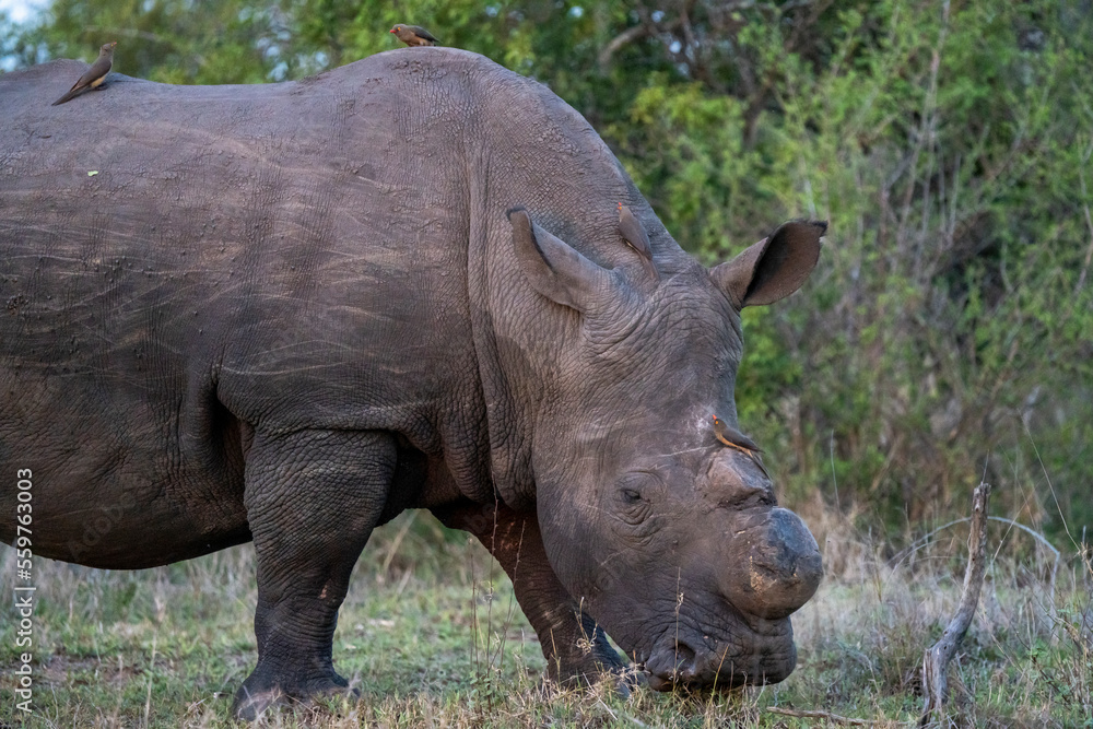View of White rhino (Ceratotherium simum) in Kruger National Park, South Africa. View of White rhino (Ceratotherium simum) in Kruger National Park, South Africa.