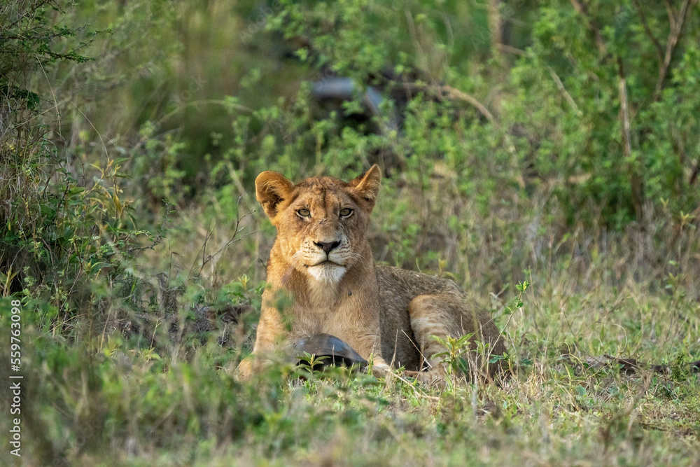 View of lion (Panthera leo) playing with prey, Kruger National Park, South Africa. View of lion (Panthera leo) playing with prey, Kruger National Park, South Africa.