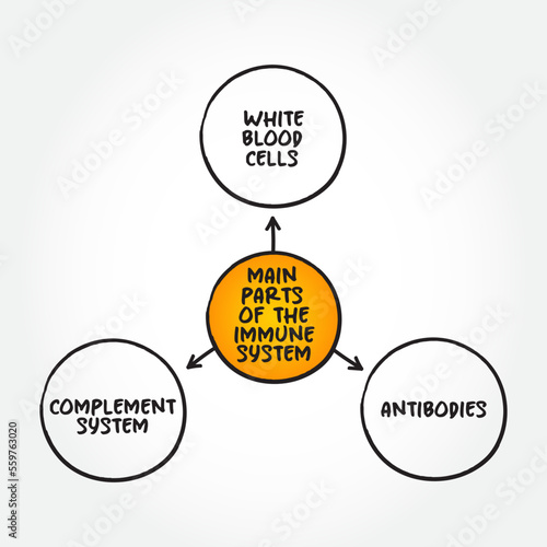 Main parts of the immune system mind map text concept for presentations and reports