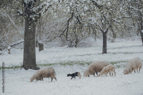 Eine Mutterschafherde mit Lämmern im Schnee auf der Weide im April. 