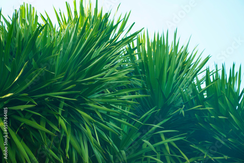 The pandanus tree with dense green leaves against the natural background shines beautifully. photo