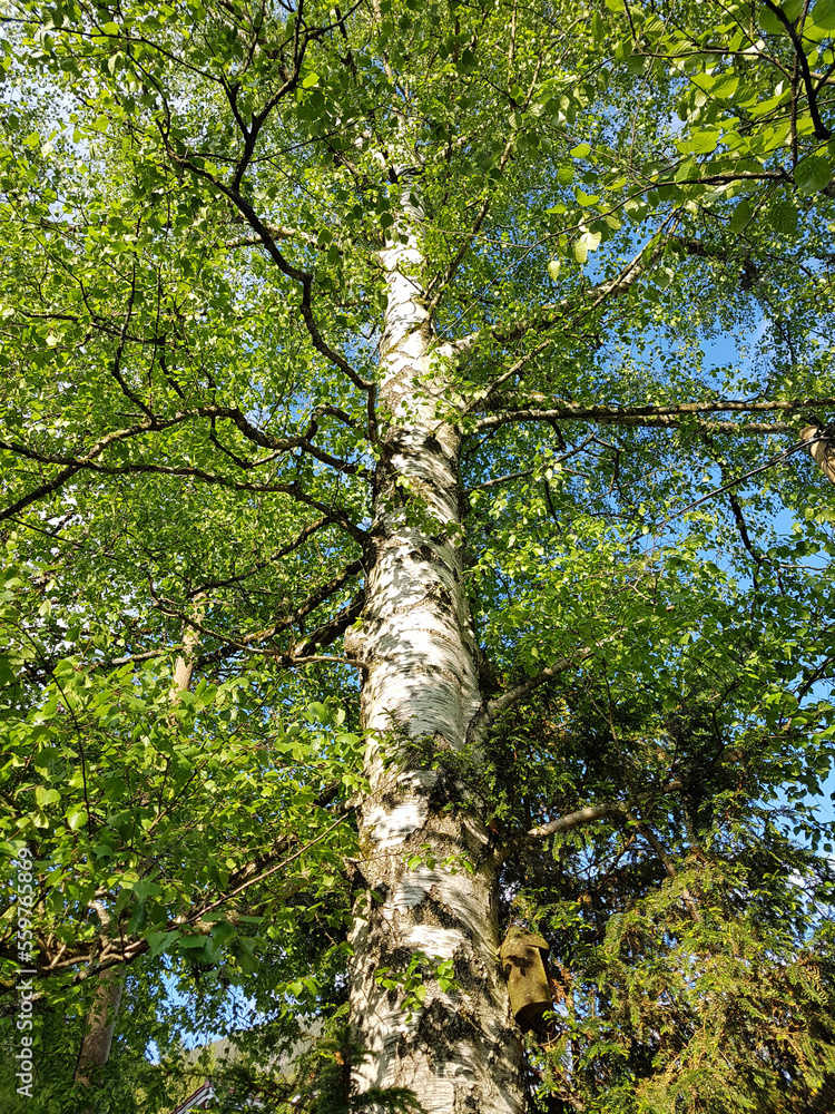 Fototapeta premium Birkenbaum, Birke Betula
