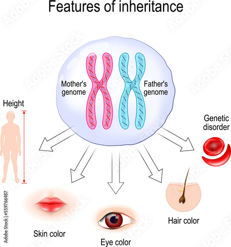 Features of inheritance. chromosome theory of inheritance