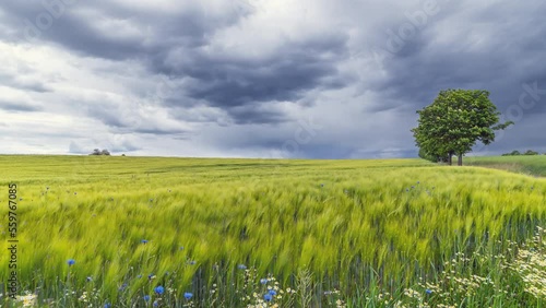 A landscape timelapse on a crop field in germany on a windy and rainy day