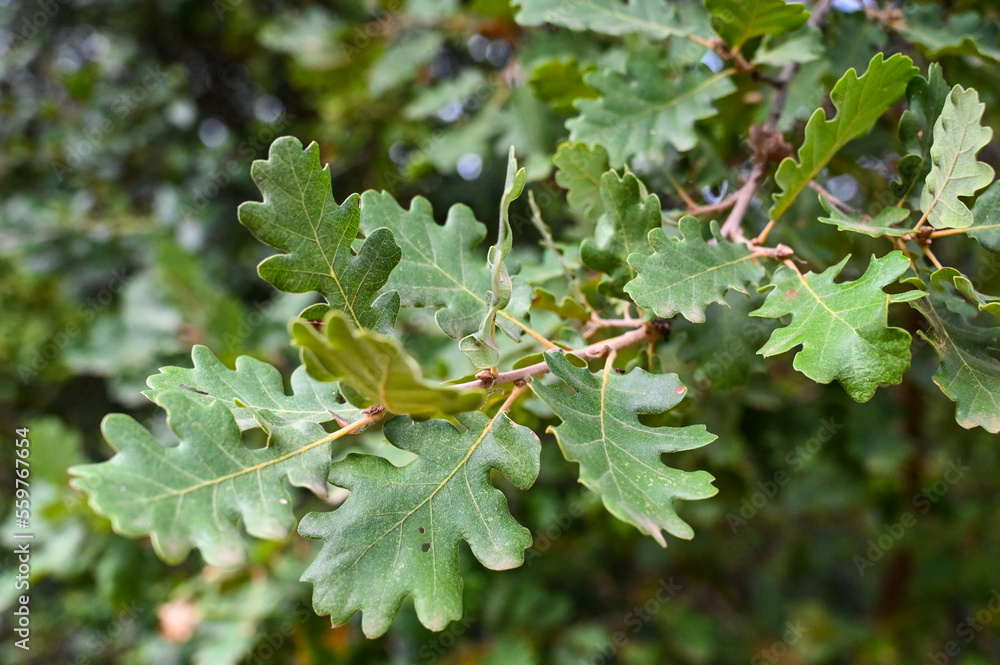 Green leaves of oak tree in forest. Branch of tree in woods. Green leaves of oak tree in forest. Branch of tree in woods.