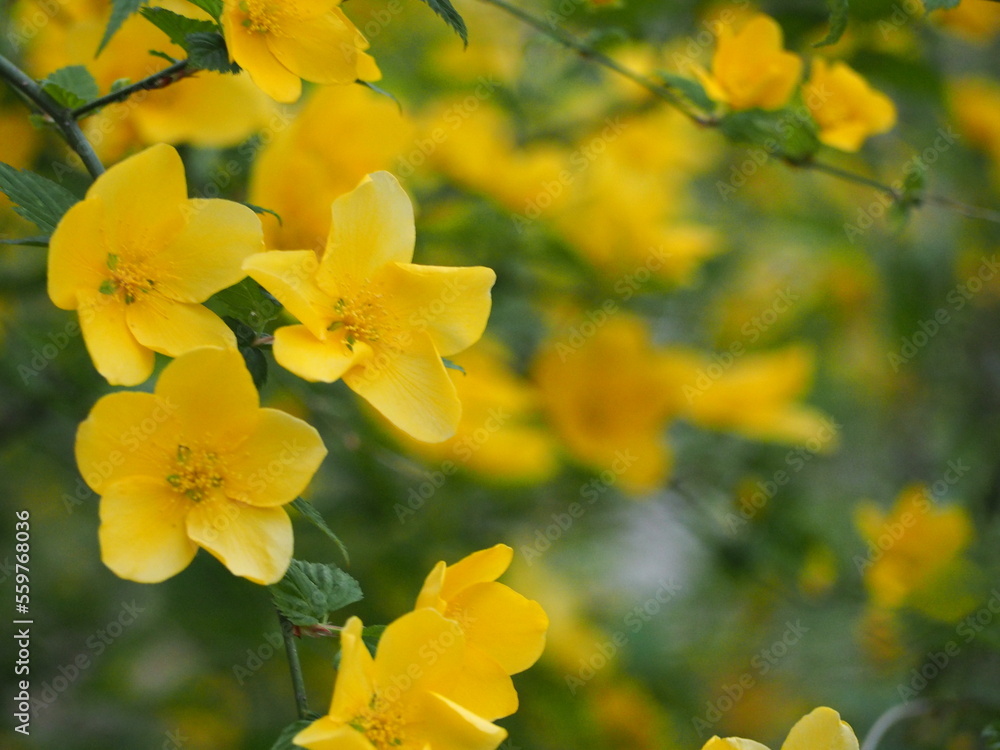 黄色い花 ヤマブキ 黄色い花 ヤマブキ