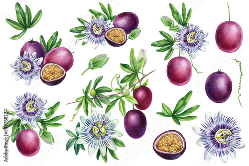 Billede på lærred Passion fruit Hand drawn watercolor, set floral elements