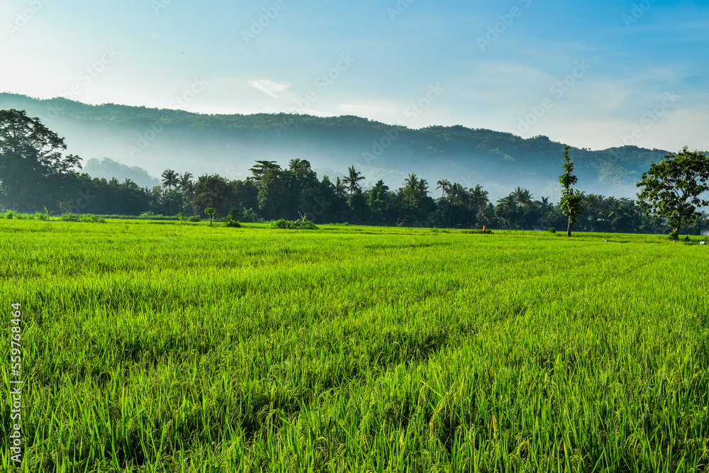Green rice field with misty hills background in the morning Green rice field with misty hills background in the morning