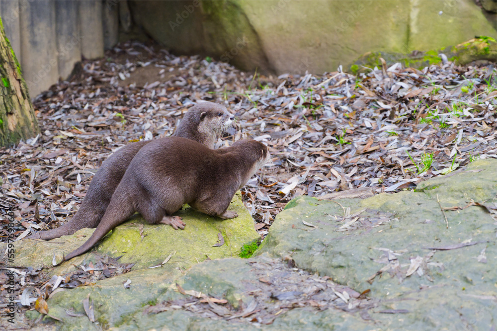 Otter couple looking right and searching for food Otter couple looking right and searching for food