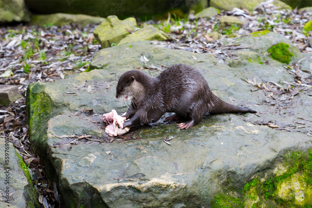 Otter eating and tearing the meat food Otter eating and tearing the meat food