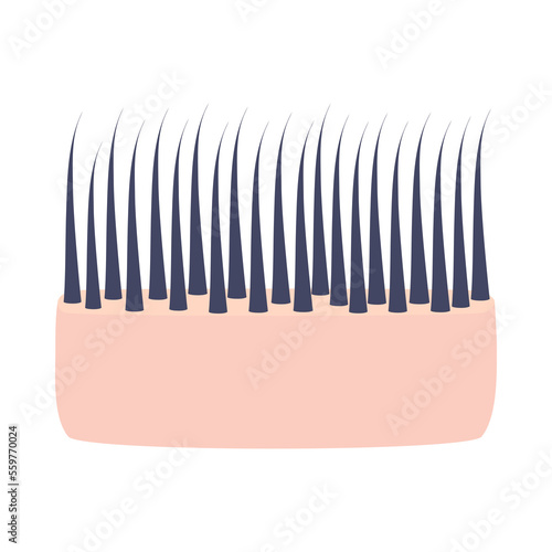 Thick hair thickness type. Skin cross-section with thin strands. Anatomical structure linear scheme. Medical and beauty concept. Vector illustration.
