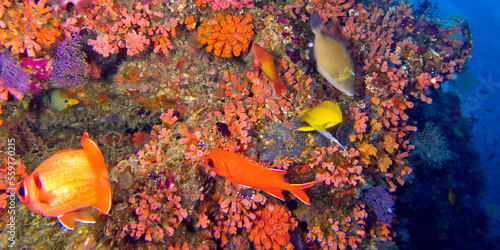 Coral Reef, Reef Building Coral, South Ari Atoll, Maldives, Indian Ocean, Asia photo
