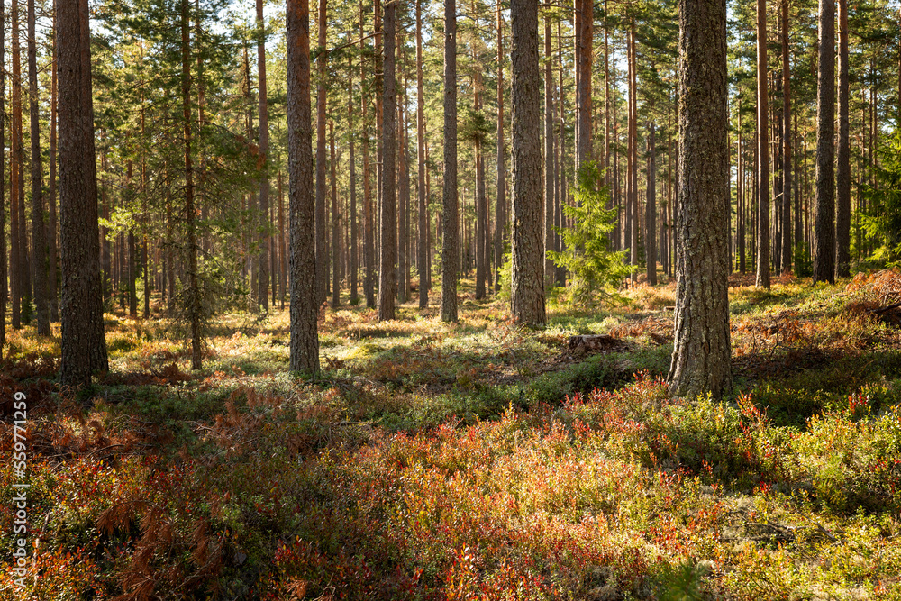 Fototapeta premium Tree forerst landscape in north of Sweden. Forest therapy and stress relief.