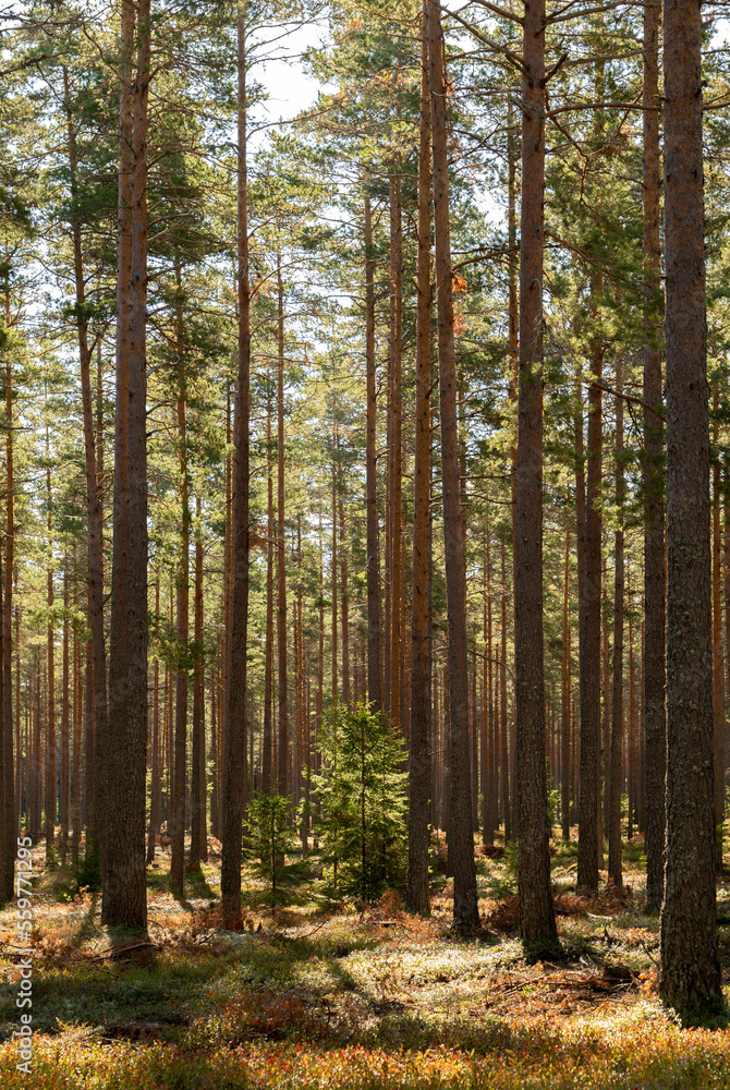 Tree forerst landscape in north of Sweden. Forest therapy and stress relief.