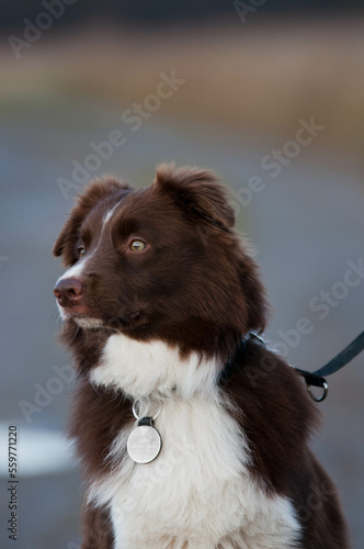 Border collie, pies na spacerze, komendy do psa, tresowany pies, rasowy piękny border collie