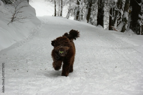 wuscheliger brauner Hund rennt durch den Schnee photo