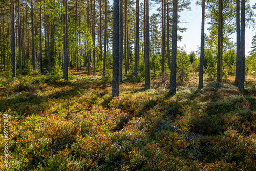 Tree forerst landscape in north of Sweden. Forest therapy and stress relief.